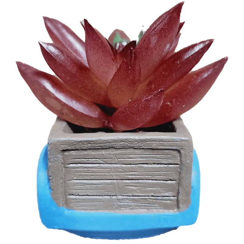 Pickup Truck Succulent, 3 Inch