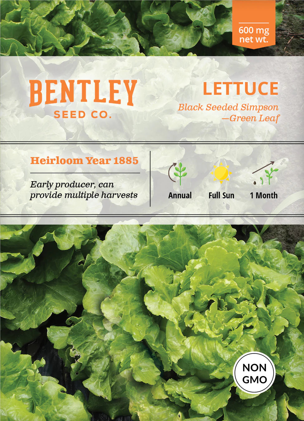 Bentley Seed Co. Lettuce, Simpson's Curled Seed Packets