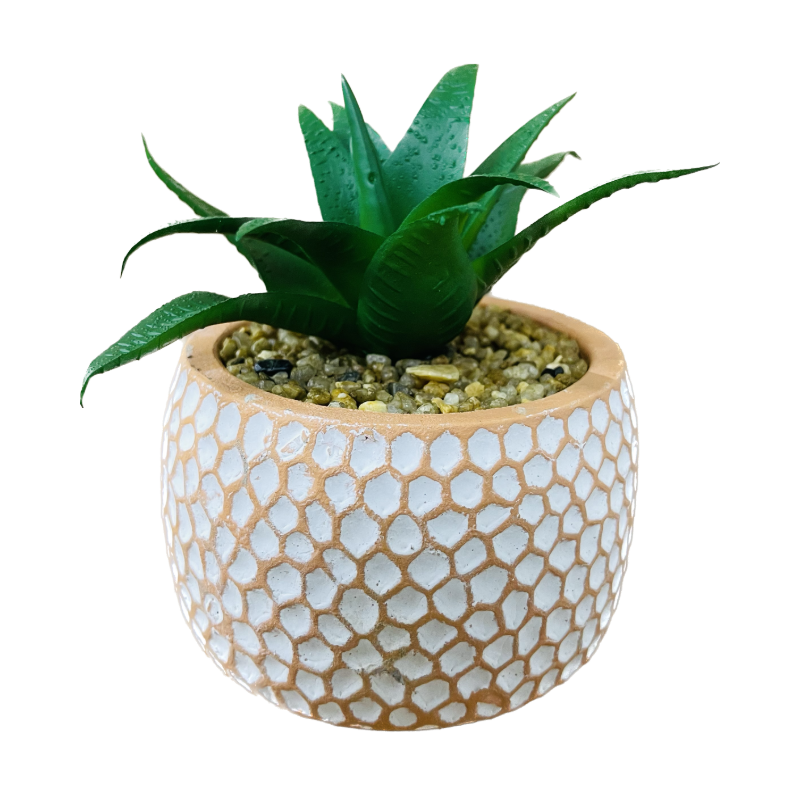 Honeycomb Succulent Decor
