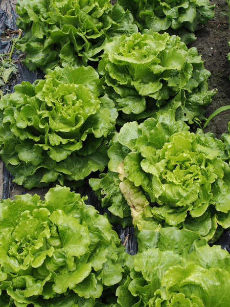 Bentley Seed Co. Lettuce, Simpson's Curled Seed Packets